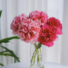 进口品种御前表演芍药花1支热卖 商品缩略图2