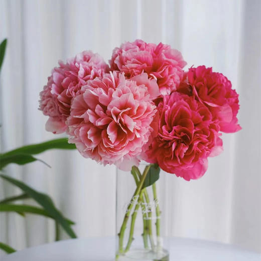 进口品种御前表演芍药花1支热卖 商品图2