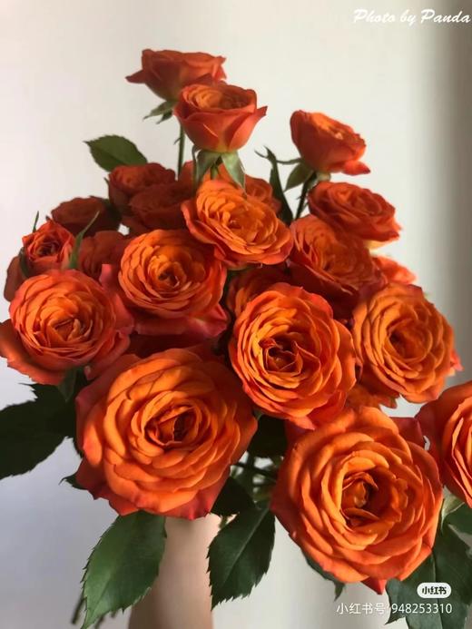 方德多头玫瑰丹霞4050cm左右10支装超长花期质量保证