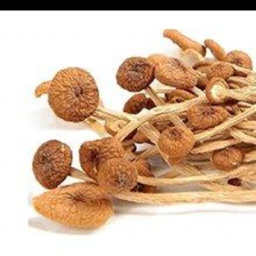 湖洋老家精品茶树菇250g 商品图0