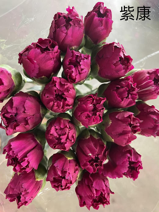 【国产康乃馨】紫康 18-20支/扎 商品图2