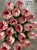【国产康乃馨】小白菜（白底红边） 伊人 18-20支/扎 商品缩略图2