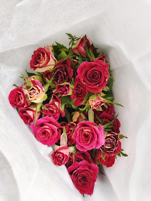 多头玫瑰紫罗兰特价a级