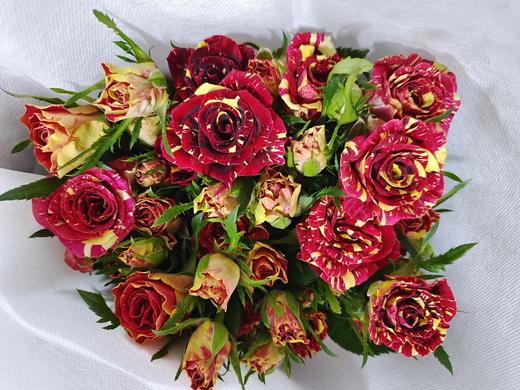 多头玫瑰流星雨