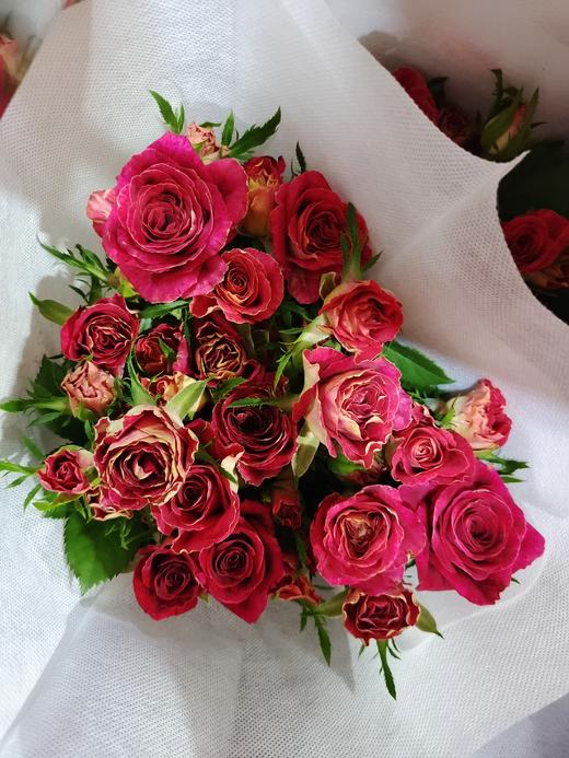 多头玫瑰紫罗兰特价a级