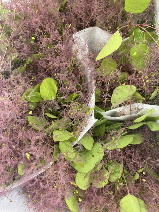 【妳是我的】雾中情人 粉色 若干枝/扎 商品图2