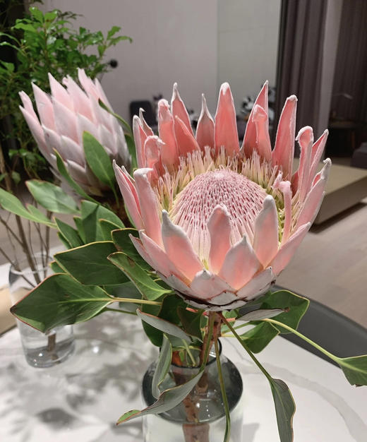 粉帝王 （希娜 ）粉色 单枝 商品图2