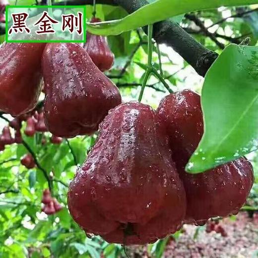 XZG-黑金刚莲雾 （2个/份） 商品图0