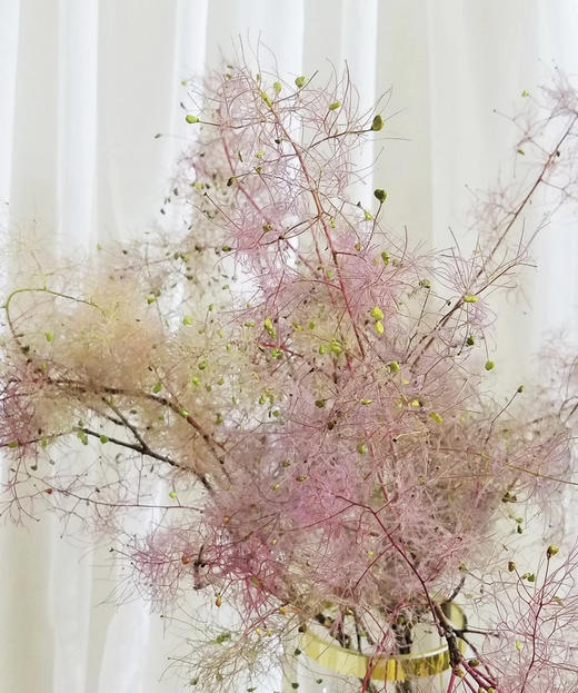 【神仙花材】雾中情人 (黄栌)约3-5枝/扎 - 南粤floever鲜花量贩