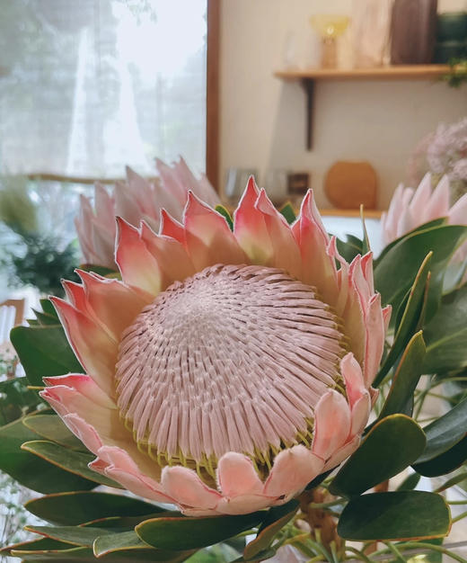 粉帝王 （希娜 ）粉色 单枝 商品图3