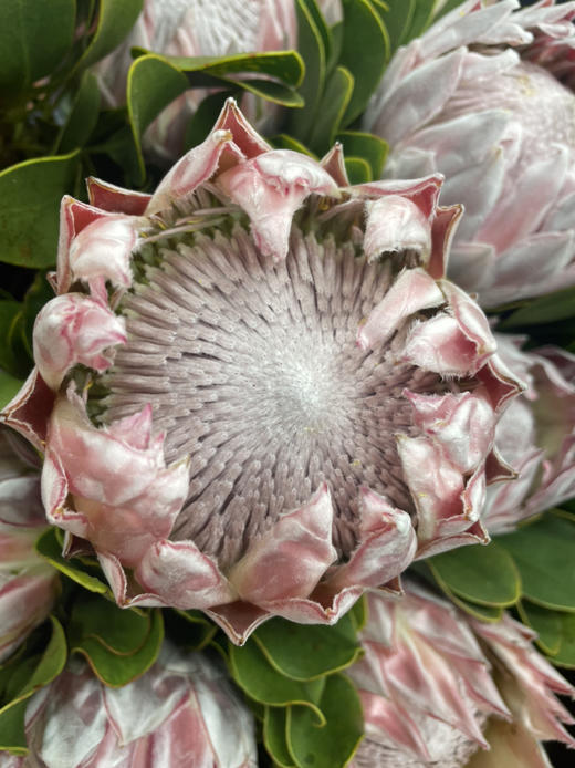 粉帝王 （希娜 ）粉色 单枝 商品图7