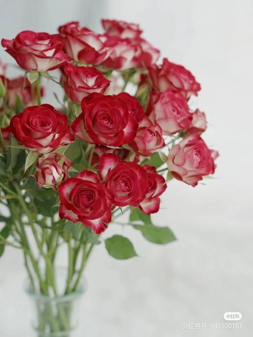 多头玫瑰狮子座