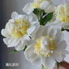 进口品种婚礼派对芍药花5支 商品缩略图4