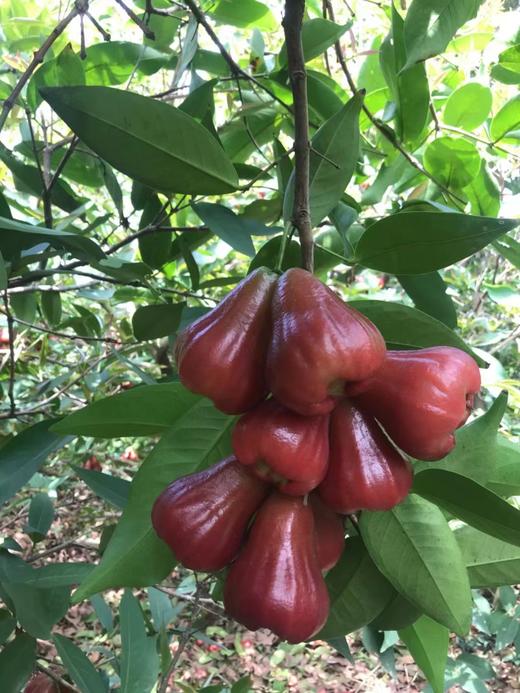 XZG-黑金刚莲雾 （2个/份） 商品图1