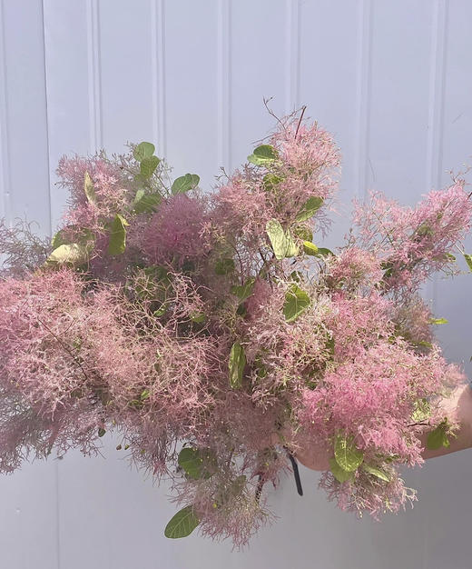 神仙花材雾中情人黄栌约35枝扎