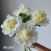 进口品种婚礼派对芍药花5支 商品缩略图2