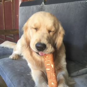 狗狗多大可以吃磨牙骨？