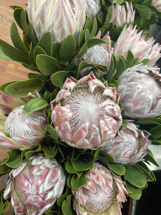 粉帝王 （希娜 ）粉色 单枝 商品图8