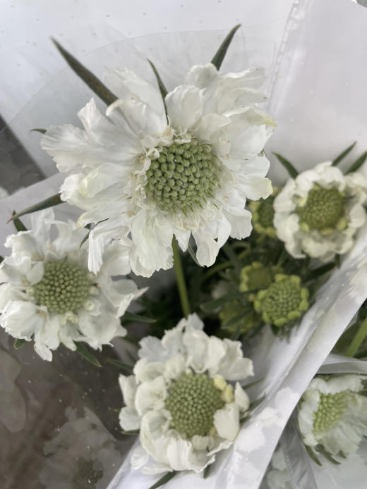 【不能实现的爱情】蓝盆花  多色可选  若干枝/扎 商品图7