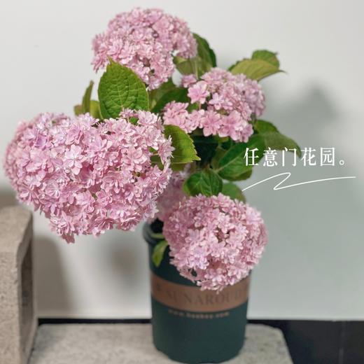 【万华镜·大花绣球】1盆/份 2加仑大小 被誉为绣球颜值皇后 （花园基地发货） 商品图5