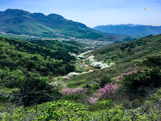 【梨花顶1日】千树万树梨花开の梨寨-梨花顶 10公里户外穿越 商品图3