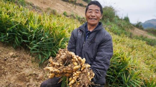 根善·贵州惠水醋泡姜 240g 无防腐剂添加剂 当地扶贫小黄姜 自然农法种植 一日三片姜赛过喝参汤 商品图5