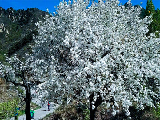 【梨花顶1日】千树万树梨花开の梨寨-梨花顶 10公里户外穿越 商品图4