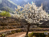【梨花梯田1日】｜世外桃源茅舍疏篱の谷雨时节赏大山深处梨花村 商品缩略图2