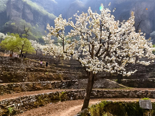 【梨花梯田1日】｜世外桃源茅舍疏篱の谷雨时节赏大山深处梨花村 商品图2