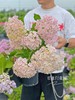 【万华镜·大花绣球】1盆/份 2加仑大小 被誉为绣球颜值皇后 （花园基地发货） 商品缩略图4