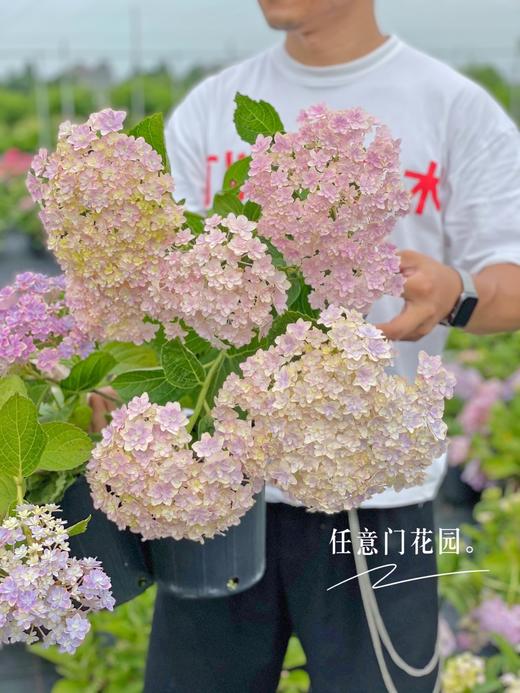 【万华镜·大花绣球】1盆/份 2加仑大小 被誉为绣球颜值皇后 （花园基地发货） 商品图4