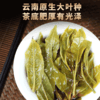 第2份半价！2022春茶易武古茶落水洞生茶饼357g/饼 商品缩略图4
