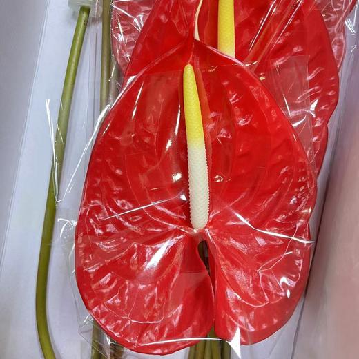 红掌-（大红掌） 商品图0