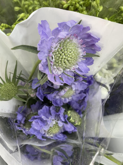 【不能实现的爱情】蓝盆花  多色可选  若干枝/扎 商品图8