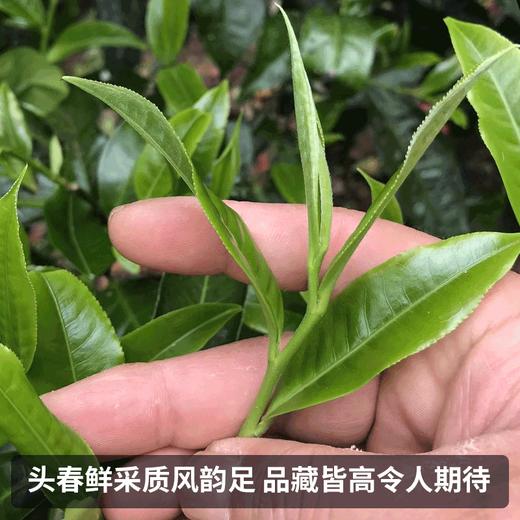 第2份半价！2022春茶易武古茶落水洞生茶饼357g/饼 商品图2