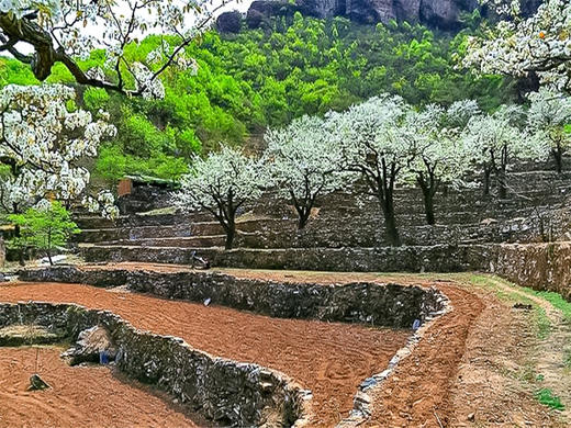 【梨花梯田1日】｜世外桃源茅舍疏篱の谷雨时节赏大山深处梨花村 商品图7