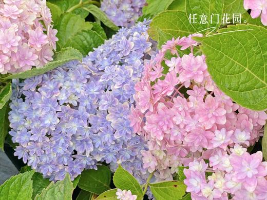 【万华镜·大花绣球】1盆/份 2加仑大小 被誉为绣球颜值皇后 （花园基地发货） 商品图6