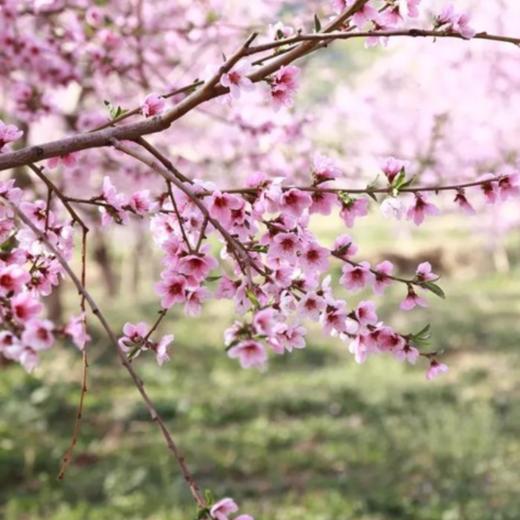 周末1天【平谷桃花A线】人间最美四月天-金海湖徒步 商品图0