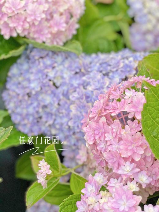 【万华镜·大花绣球】1盆/份 2加仑大小 被誉为绣球颜值皇后 （花园基地发货） 商品图2