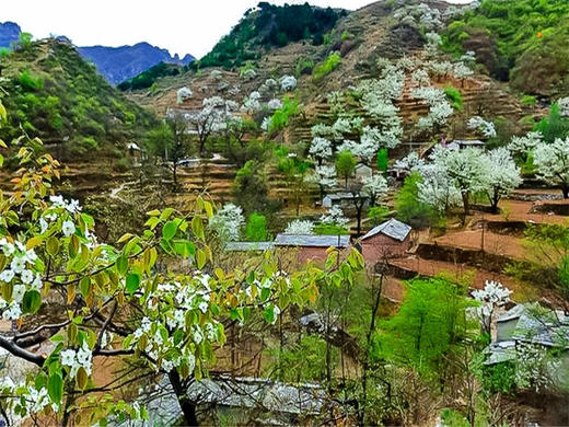 【梨花梯田1日】｜世外桃源茅舍疏篱の谷雨时节赏大山深处梨花村 商品图1