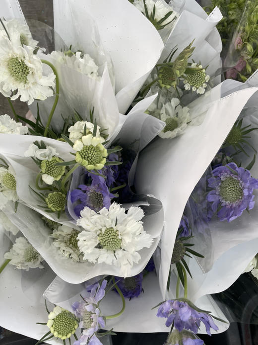 【不能实现的爱情】蓝盆花  多色可选  若干枝/扎 商品图9