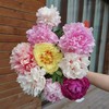 花艺师定制芍药混搭特惠套餐【顺丰包邮】 商品缩略图2