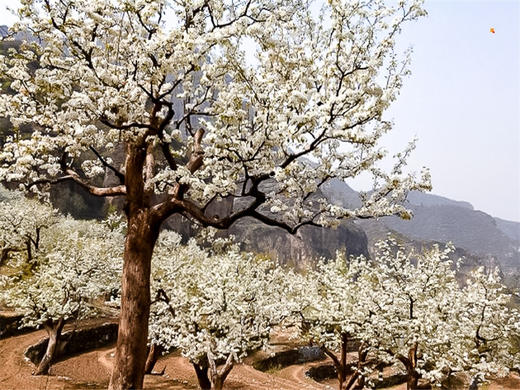 【梨花梯田1日】｜世外桃源茅舍疏篱の谷雨时节赏大山深处梨花村 商品图8