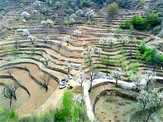 【梨花梯田1日】｜世外桃源茅舍疏篱の谷雨时节赏大山深处梨花村 商品图3