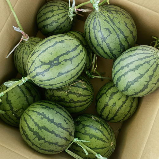 火洲小西瓜新疆吐鲁番 5斤/7斤/8斤±200g（2枚装）迷你小西瓜 商品图4