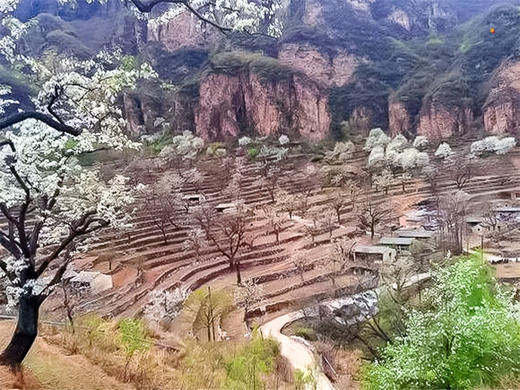 【梨花梯田1日】｜世外桃源茅舍疏篱の谷雨时节赏大山深处梨花村 商品图6