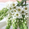 圣心百合（活动品）短花 商品缩略图0