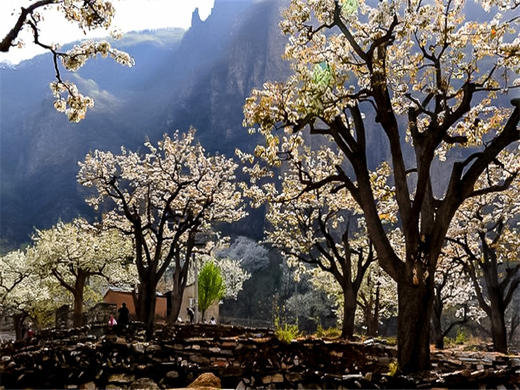 【梨花梯田1日】｜世外桃源茅舍疏篱の谷雨时节赏大山深处梨花村 商品图4