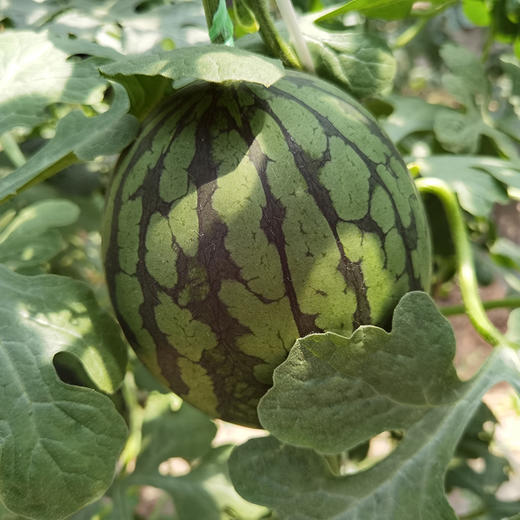 火洲小西瓜新疆吐鲁番 5斤/7斤/8斤±200g（2枚装）迷你小西瓜 商品图3