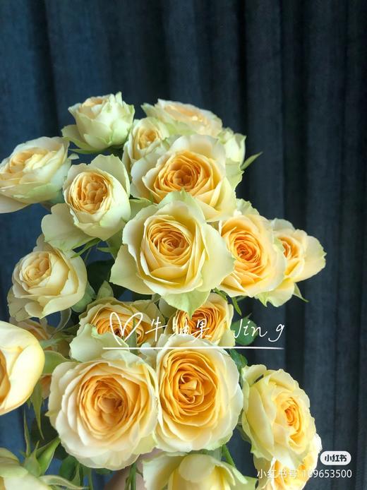 多头玫牛油果 商品图0